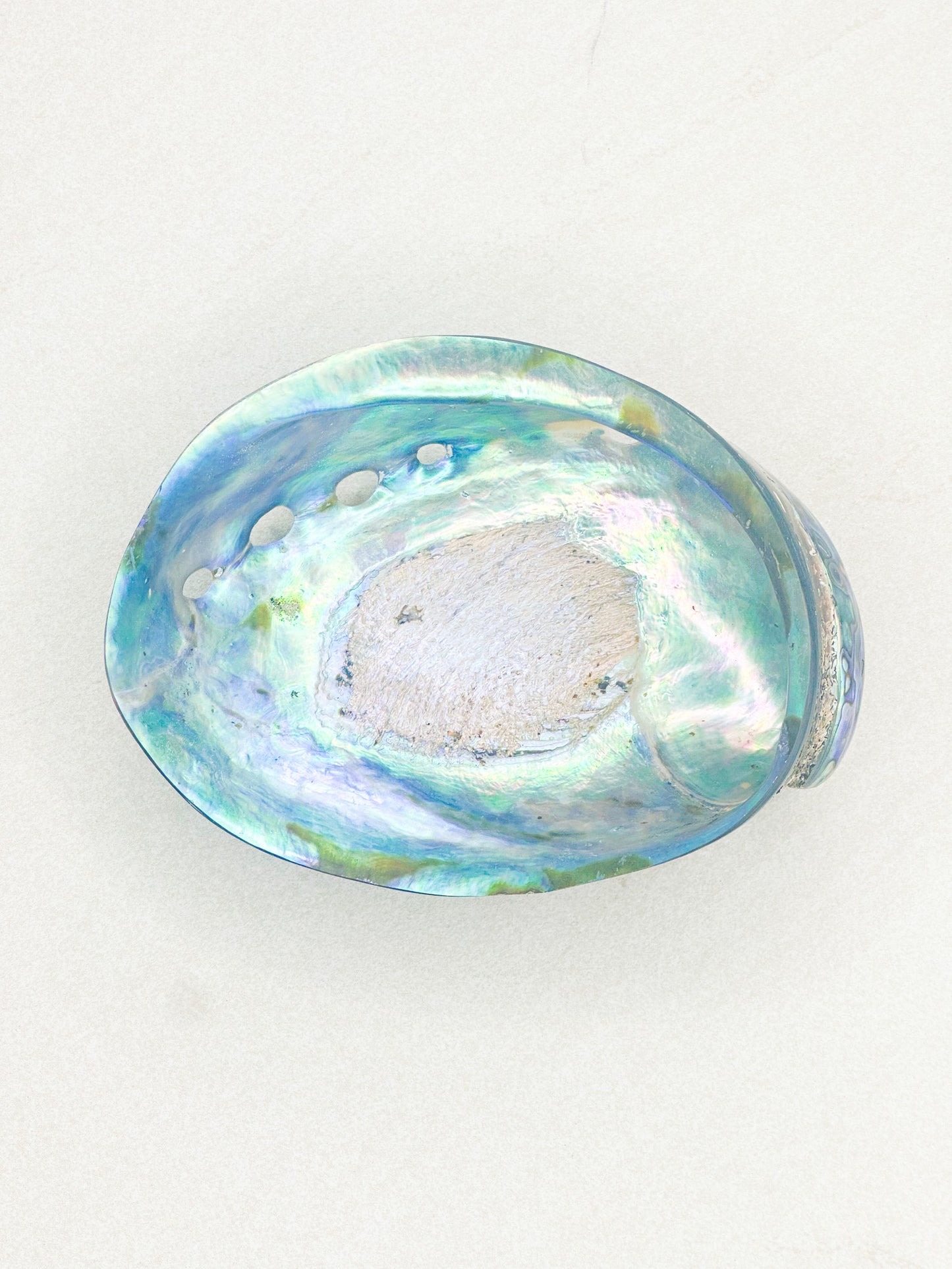 Paua Muschel ( Räuchergefäß )