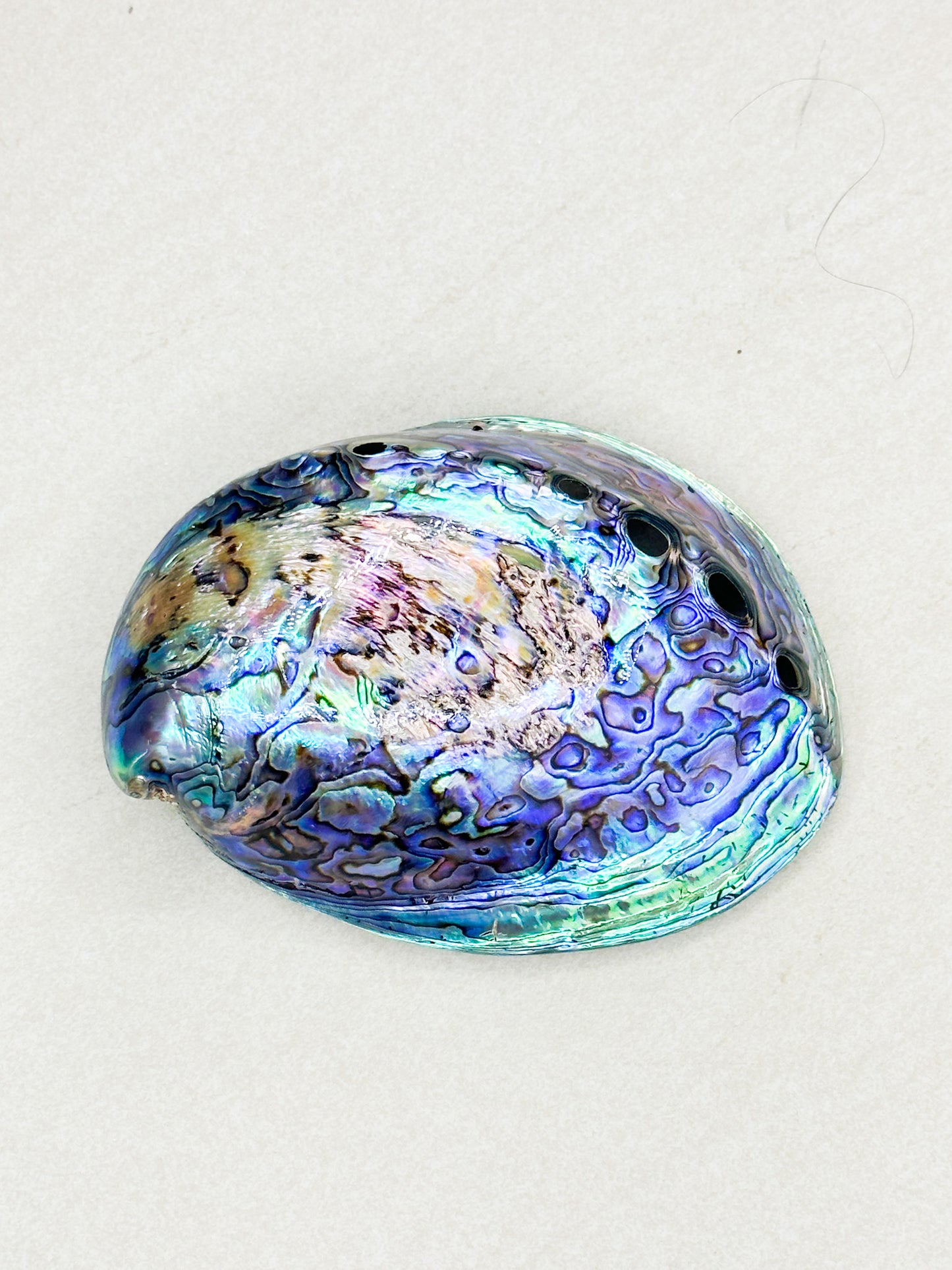 Paua Muschel ( Räuchergefäß )