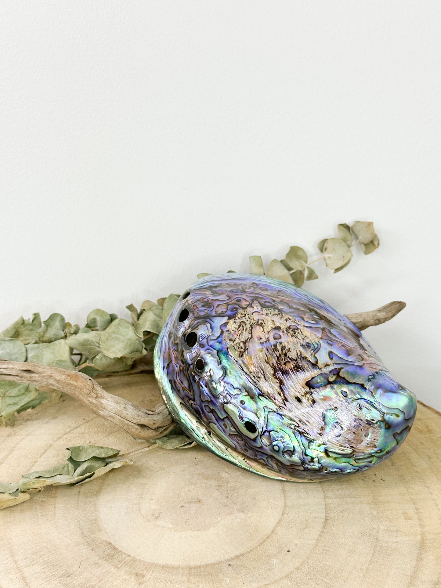 Paua Muschel ( Räuchergefäß )